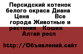 Персидский котенок белого окраса Диана › Цена ­ 40 000 - Все города Животные и растения » Кошки   . Алтай респ.